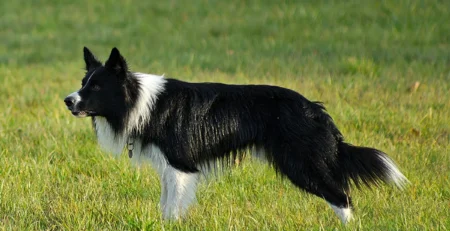 Border Collie – Ghid complet despre câinele inteligent și activ care adoră provocările