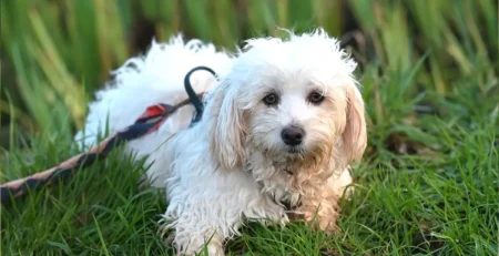 Totul despre rasa Bichon Havanez – Ghid complet pentru viitorii stăpâni