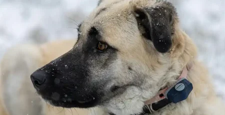Anatolian Shepherd Dog, câine ciobanesc anatolian, temperament Anatolian Shepherd, dresaj Anatolian Shepherd Dog, câine pentru familie