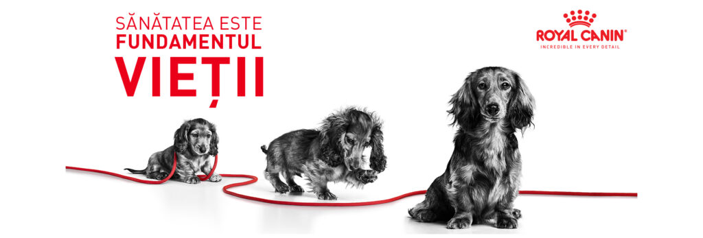 SOL STARTER MOUSSE PUPPY ENHANCED CONTENT RO 01