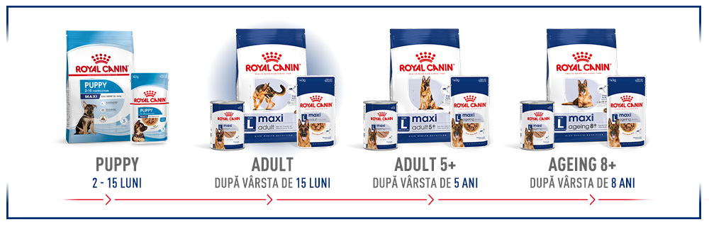 Royal Canin Maxi Adult hrana umeda caine (in sos), 10 x 140 g 23 module 6 1 2