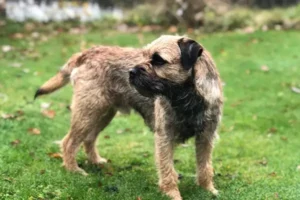 Acasa 88 Border Terrier este o rasă de câine mică spre medie, recunoscută pentru agilitatea, inteligența și personalitatea sa prietenoasă. Originar din zona de frontieră dintre Anglia și Scoția, acest câine a fost inițial folosit pentru vânătoare și eliminarea rozătoarelor.
