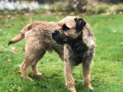 Border Terrier este o rasă de câine mică spre medie, recunoscută pentru agilitatea, inteligența și personalitatea sa prietenoasă. Originar din zona de frontieră dintre Anglia și Scoția, acest câine a fost inițial folosit pentru vânătoare și eliminarea rozătoarelor.