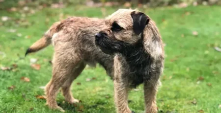 Border Terrier este o rasă de câine mică spre medie, recunoscută pentru agilitatea, inteligența și personalitatea sa prietenoasă. Originar din zona de frontieră dintre Anglia și Scoția, acest câine a fost inițial folosit pentru vânătoare și eliminarea rozătoarelor.