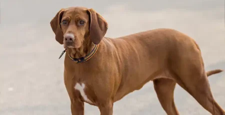 Bracco Italiano - Tot ce ai nevoie