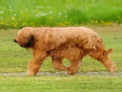 caine briard, sfaturi briard, hrana brianrd,