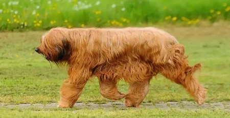 caine briard, sfaturi briard, hrana brianrd,