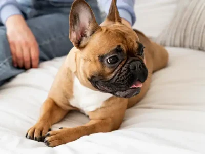 Bulldogul Francez, hrana bulldog francez, hranire bulldog francez, boabe bulldog francez,