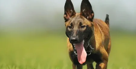 Ciobănesc Belgian Malinois - Ghid complet despre această rasă energică și inteligentă