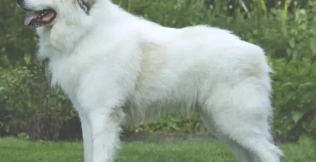 Ciobănescul de munte din Pirinei