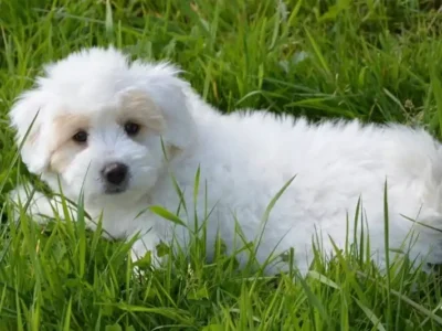 Coton de tulear