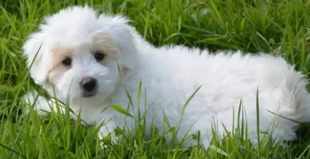 Coton de tulear