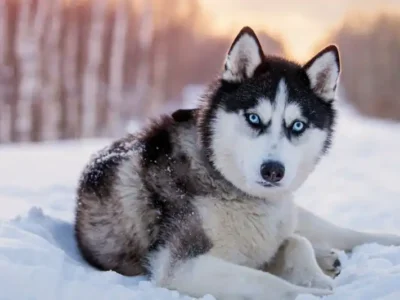 Husky Siberian
