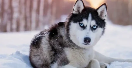 Husky Siberian