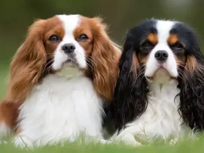 King Charles Spaniel