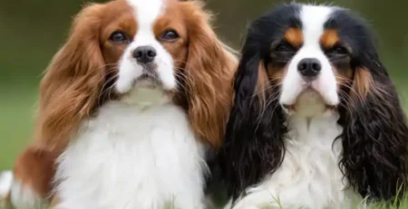 King Charles Spaniel