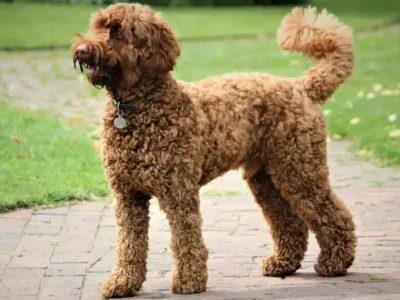 Labradoodle
