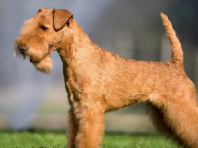 Lakeland Terrier