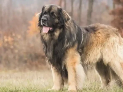 Leonberger