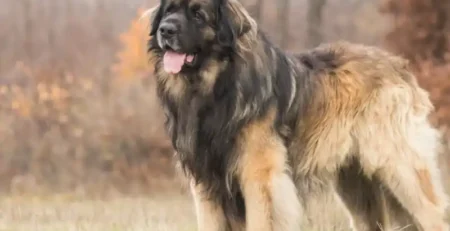 Leonberger