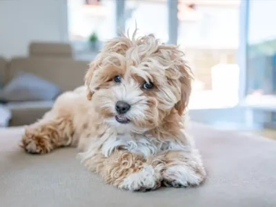 Maltipoo