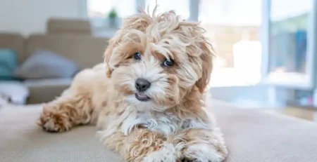 Maltipoo