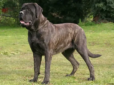 mastiff