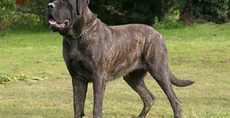 mastiff