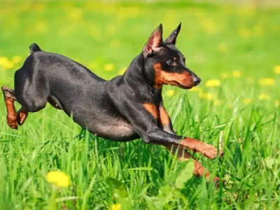 Miniature Pinscher