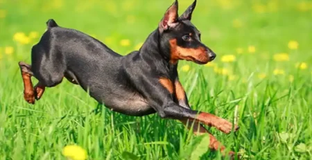 Miniature Pinscher