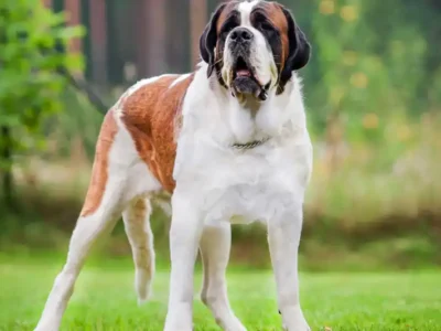 saint bernard