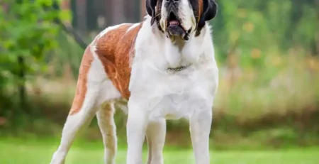 saint bernard