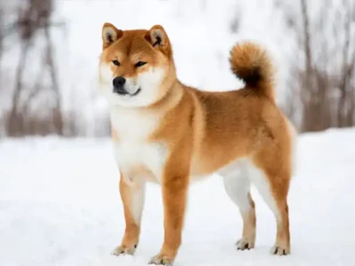 Shiba inu