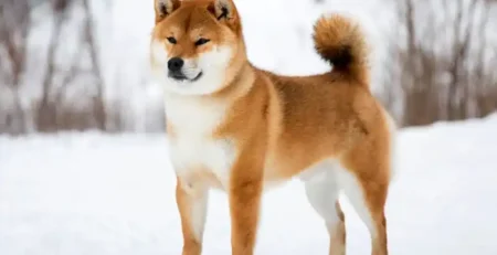 Shiba inu