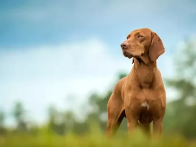 Vizsla Maghiară