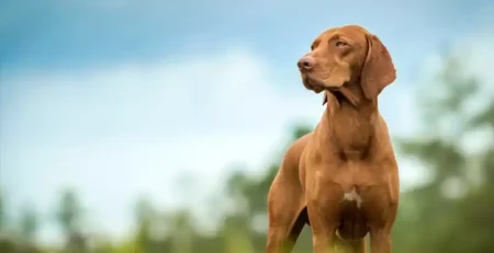 Vizsla Maghiară