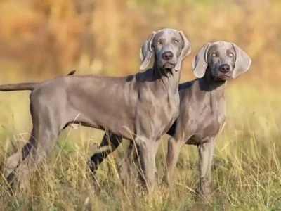 Weimaraner