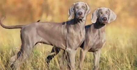 Weimaraner