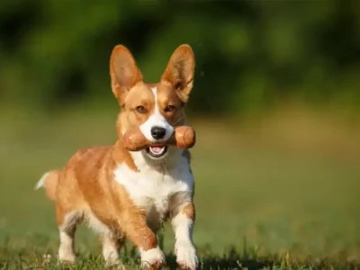 Welsh Corgi Cardigan