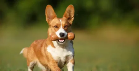 Welsh Corgi Cardigan