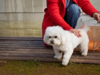 Bichon Frise: un câine adorabil și plin de viață