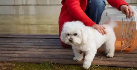 Bichon Frise: un câine adorabil și plin de viață
