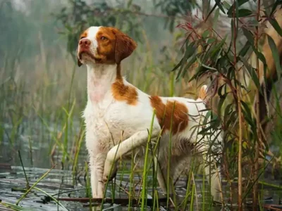 brittany rasa, caine brittany,