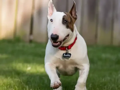 bull terrier, hrana bull terrier,