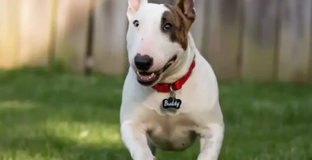bull terrier, hrana bull terrier,