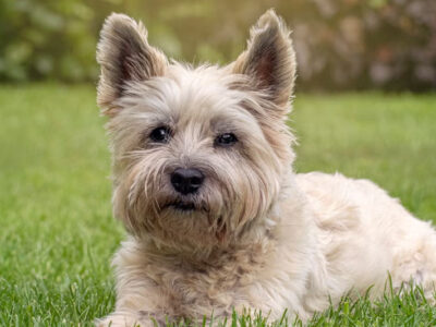 cairn terrier