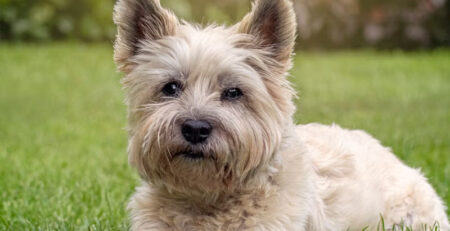 cairn terrier
