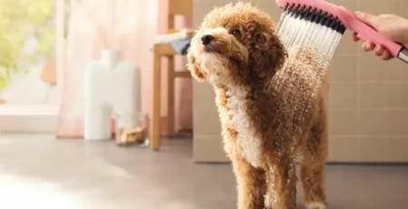 Cât de des se spală un câine