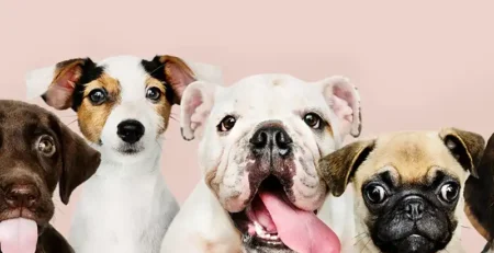 cele mai populare rase de caini