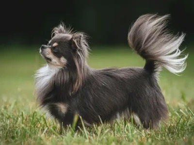 chihuahua cu par lung